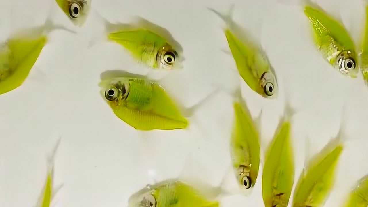 青苹果天使鱼,基因转殖新品颜色的观赏鱼,不掉色!太美了