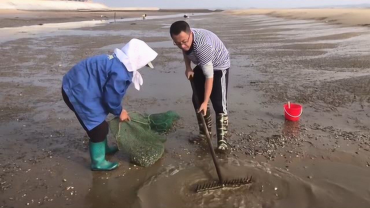 二哥日照赶海专业工具扒蛤蜊几十斤花蛤只需一会功夫特别多