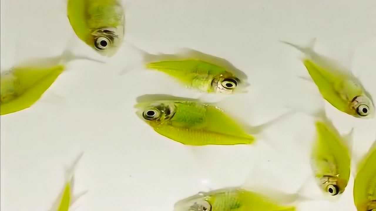 青苹果天使鱼,基因转殖新品颜色的观赏鱼,真是太好看了