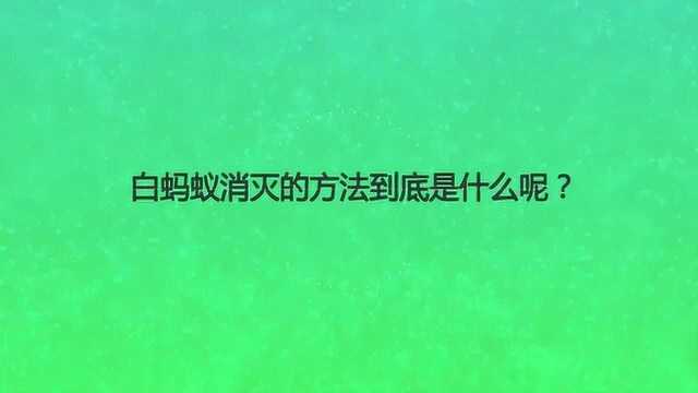 白蚂蚁消灭的方法到底是什么呢?