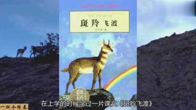 现实版斑羚飞渡,羚羊群飞跃万丈悬崖,最后一只才是绝世高手!