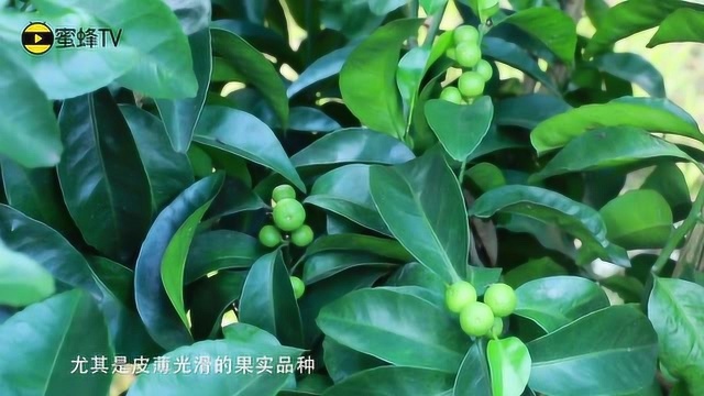 吃完就跑,柑橘椿象怎么防治?