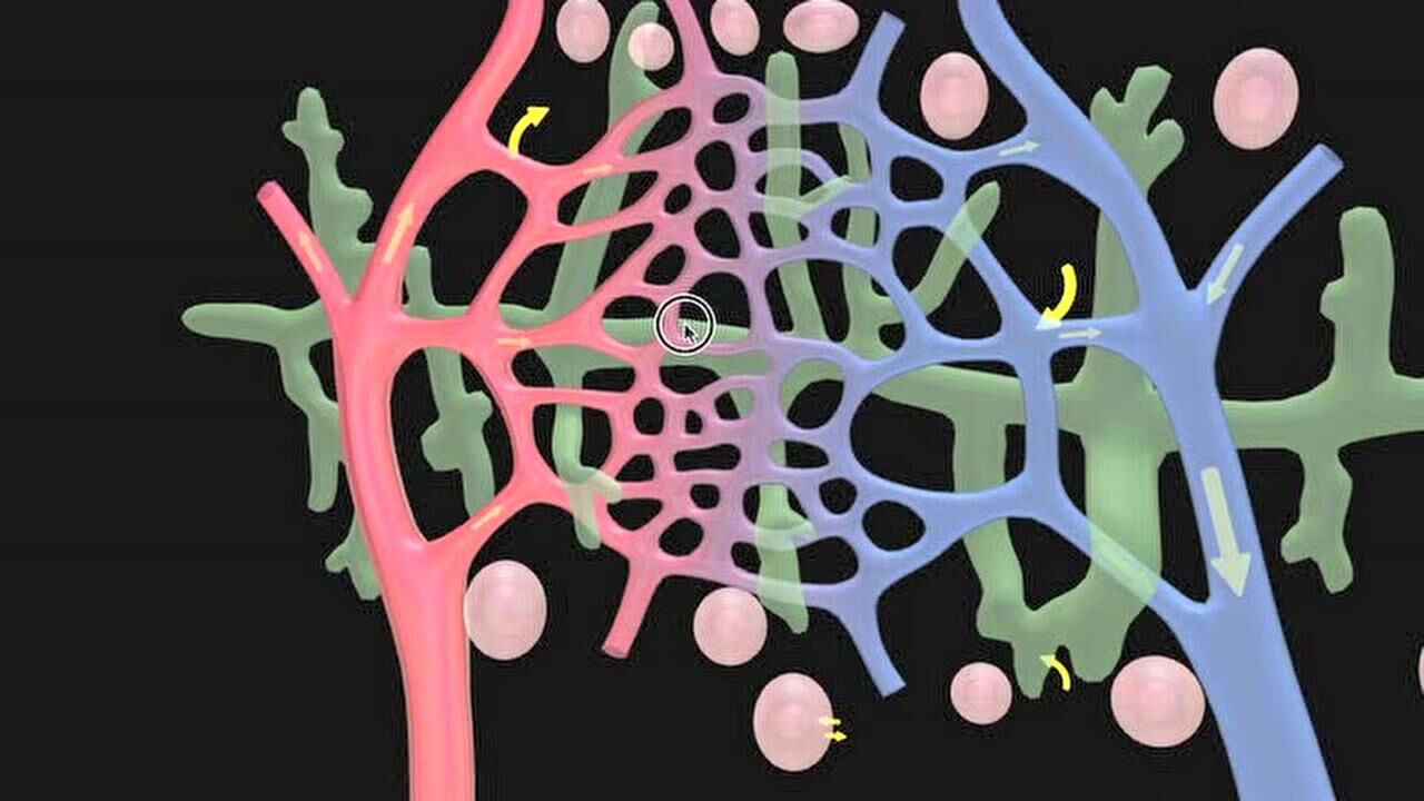 组织液,血浆和淋巴液的关系