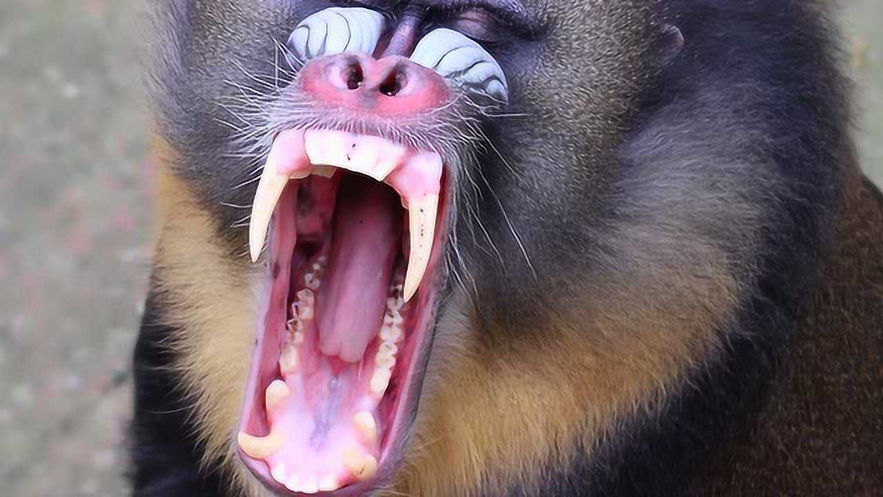 某种狒狒的笑声