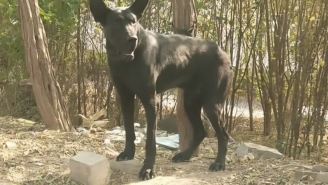 庞大的大黑狼犬来到了狗市,这高大的体型非常有震慑力