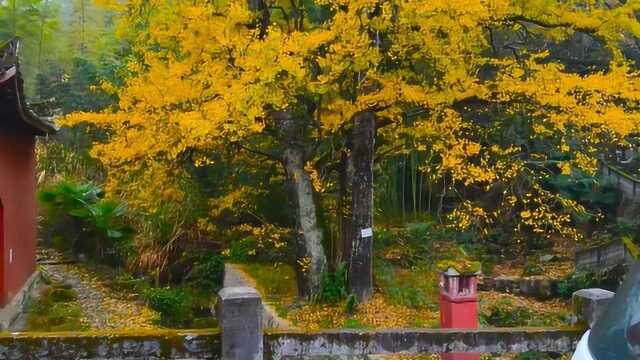 西安古观音禅寺的银杏树火遍全球,三清山大殿旁也有棵银杏树