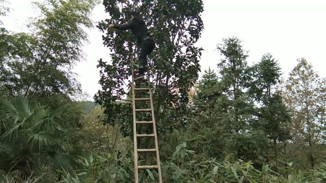 柚子树太高了,没梯子还摘不到