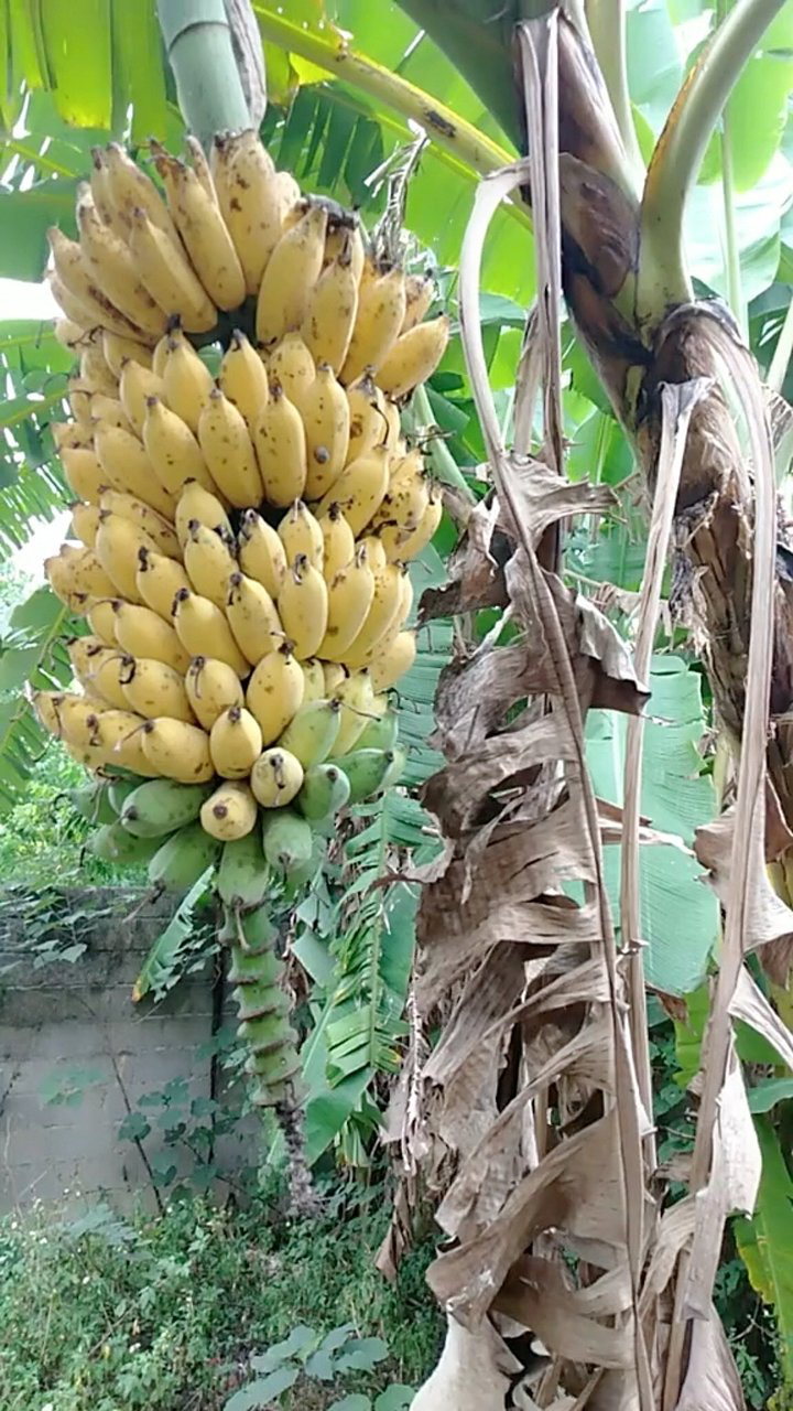 芭蕉已经成熟了