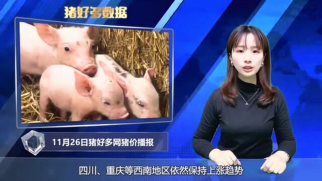 猪好多网生猪价格播报:生猪供求格局未扭转,猪价仍高位运行!