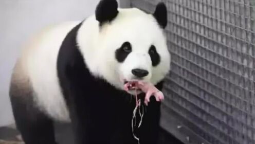 熊猫叼着“食物”给饲养员看，饲养员觉得好奇，走近细看乐坏了