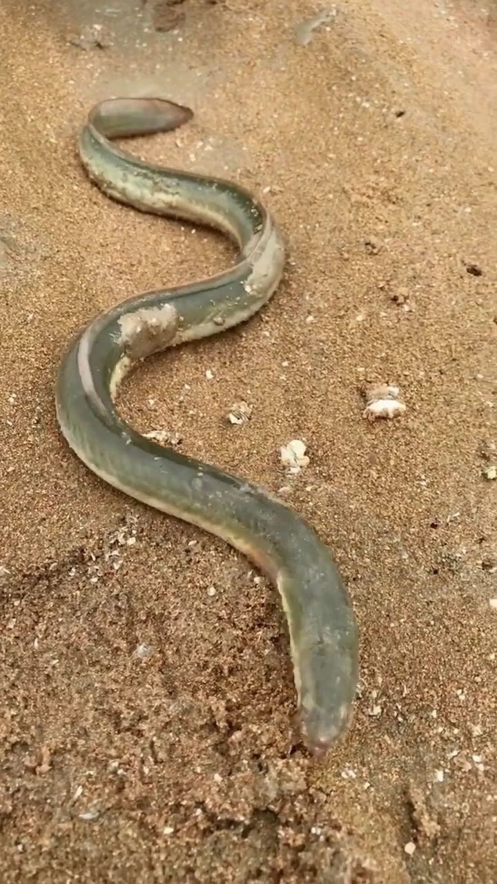 毛鱼和海蛇长得挺像的下次一定努力抓个海蛇