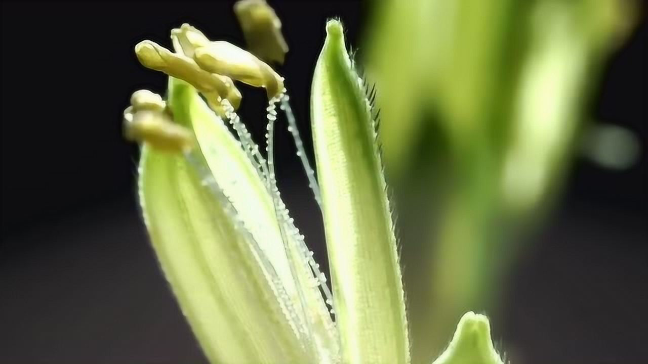 水稻颖壳的受精过程花粉是精子的载体稻花孕育的重要开始