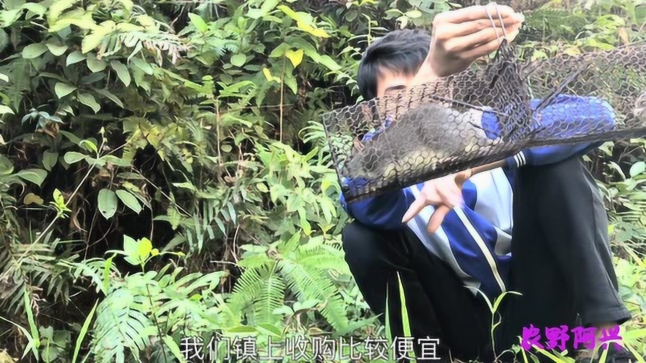 白肚鼠吃野果树根草根长大的只有大山里面才有捉你们见过吗