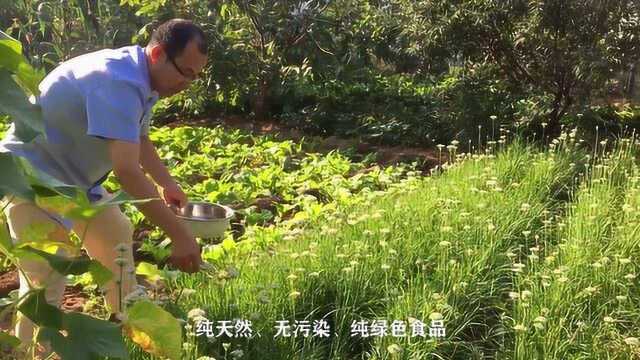 韭菜花采摘季花小但是用途广,这么多的食疗功效你听说过吗?