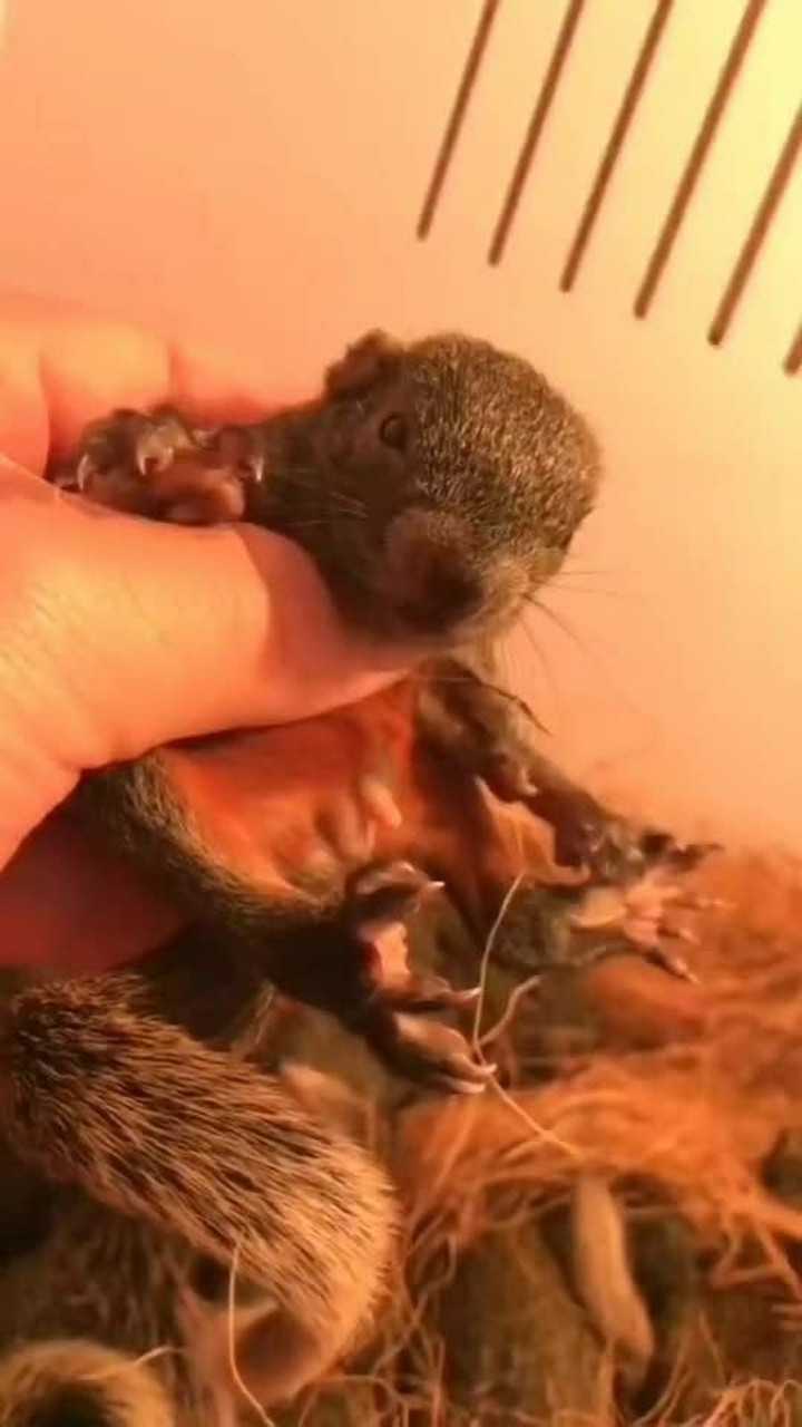 红腹松鼠,冬季唯一的幼崽!
