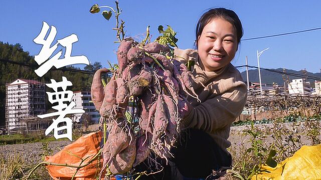 地瓜大丰收,媳妇挑一袋做地瓜粉,到时可以做很多美食