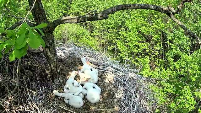 珍宝岛国家湿地公园宣传片