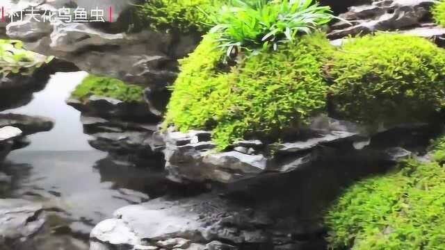 上海水族展里的精品雨林缸,在鱼缸造景中,给你一个参考