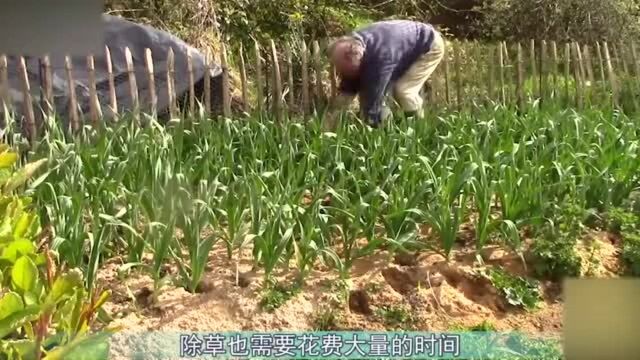 农村小伙发明锄地神器!一天锄5亩地!不用电也不用油