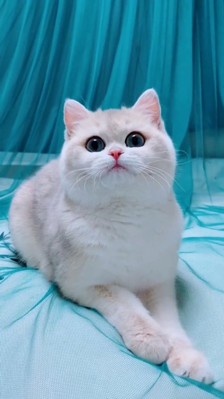 猫咪满脸疑惑的表情 有点可爱