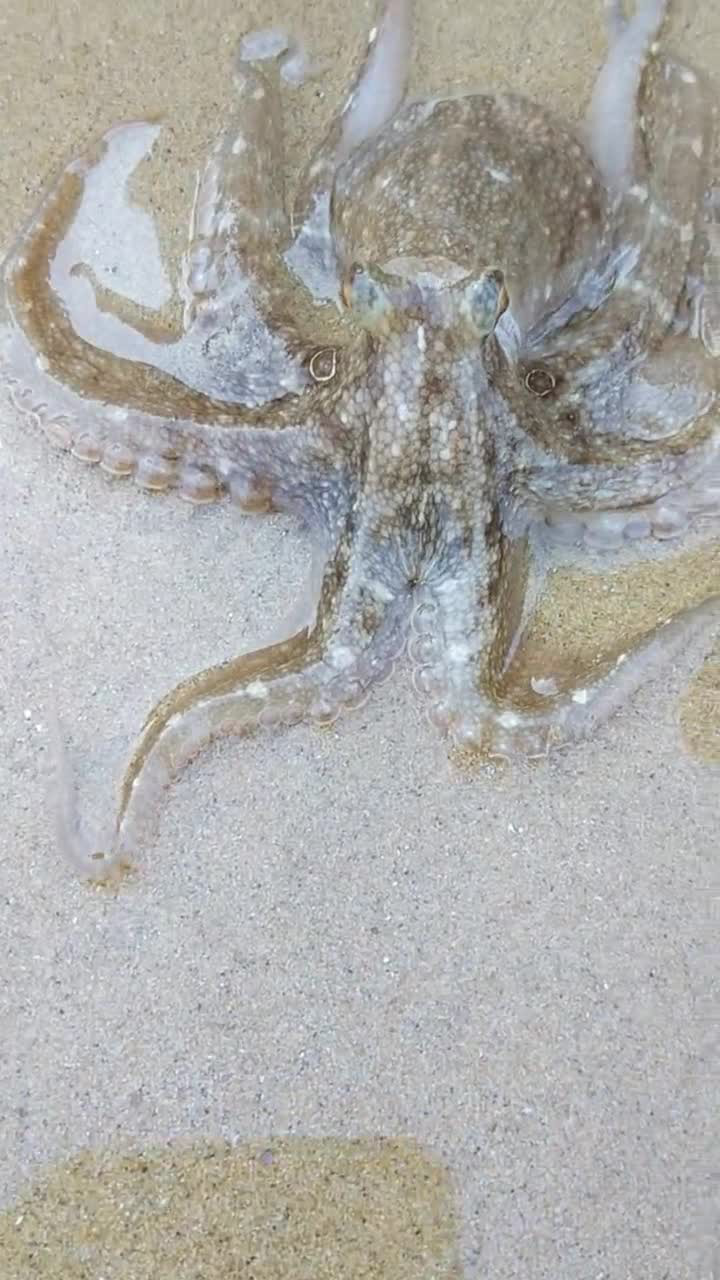 如同变色龙一样的章鱼知道变色代表的涵义是什么吗评论区见