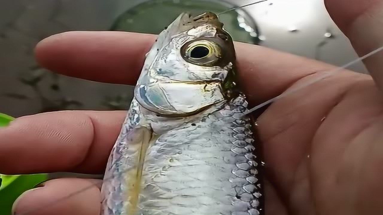 小伙用最大钩钓最小鱼,接下来的一幕搞笑了,贪吃鱼上钩了!