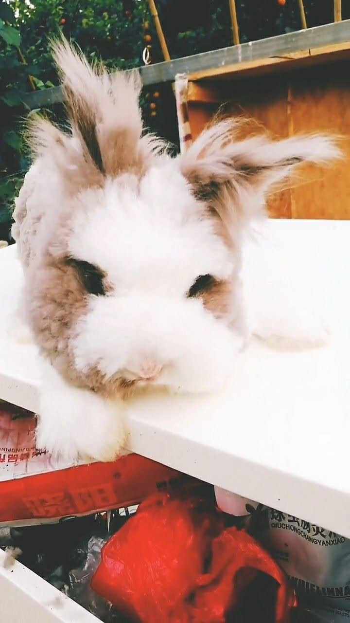 今天给盖脸猫猫兔剪了一个造型它好像有点不太喜欢