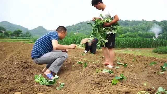 二哥教你炖江鲶汤,一次做一大锅,汤白味鲜,越喝越想喝