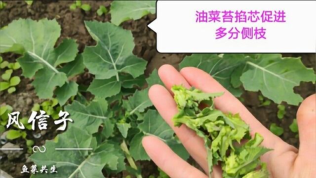 东坡小妹分享鱼菜共生油菜苔度过缓苗期掐尖促进多分侧枝提高产量