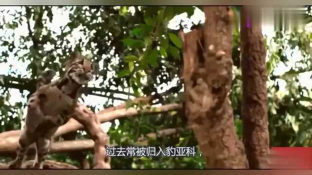 野生猫种类有许多,今天先让我们看看第一期,云猫