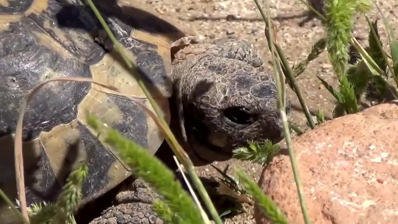 撒丁岛拍摄到的赫曼陆龟