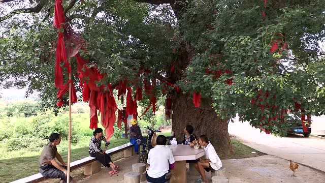 湖南常德,6个大人才能抱住的古樟树,村民爱护有佳