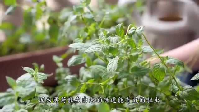 薄荷竟有这么大的用途!就是知道的人太少!学会吗?!