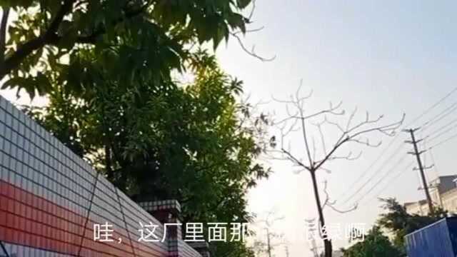 广东中山小榄创康牛牛搬走了,只剩保安大哥一个人独守厂房!