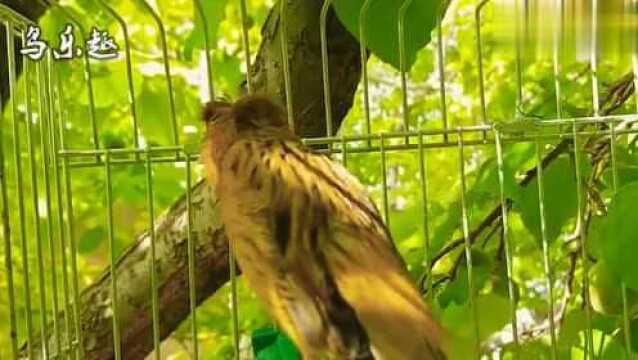 芙蓉鸟叫声:芙蓉鸟大叫,这叫声好像警报声!