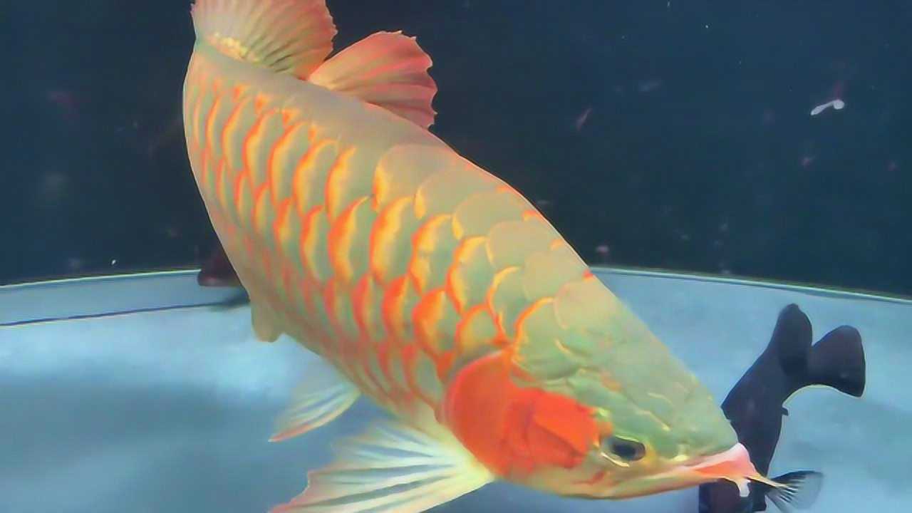 价格高昂的极品金龙鱼,这鳞片真美真霸气,今天我算是开眼了!