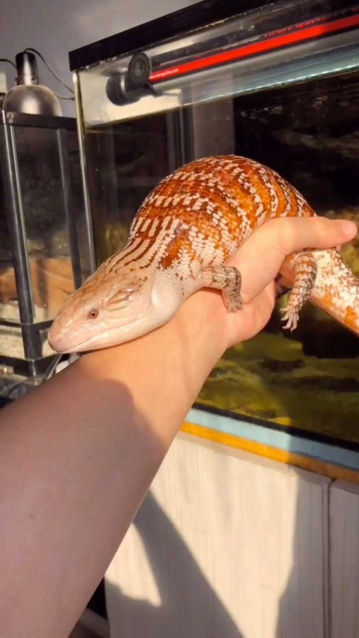 蓝舌石龙子大型蜥蜴,这只是个母的