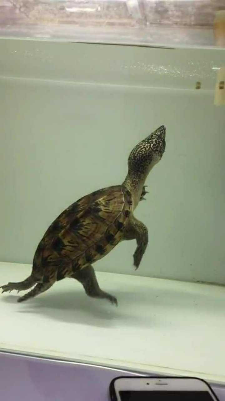 墨西哥巨蛋龟又叫三弦巨蛋龟,著名的三大巨蛋之一!