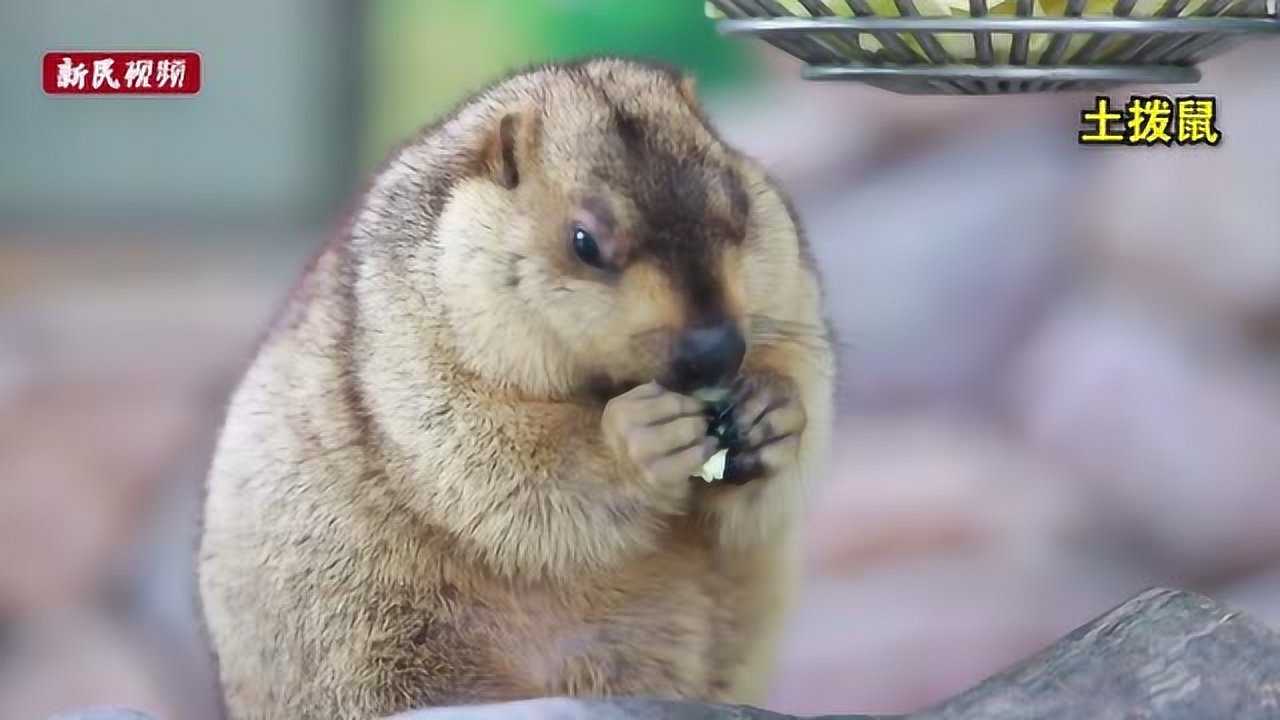 土撥鼠,袋鼠,松鼠猴……精靈