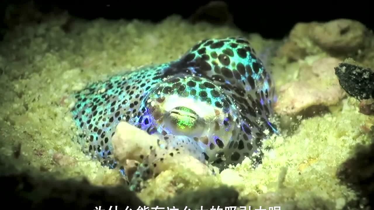 海洋中的黄金瞳神奇的黄金乌贼该如何饲养呢