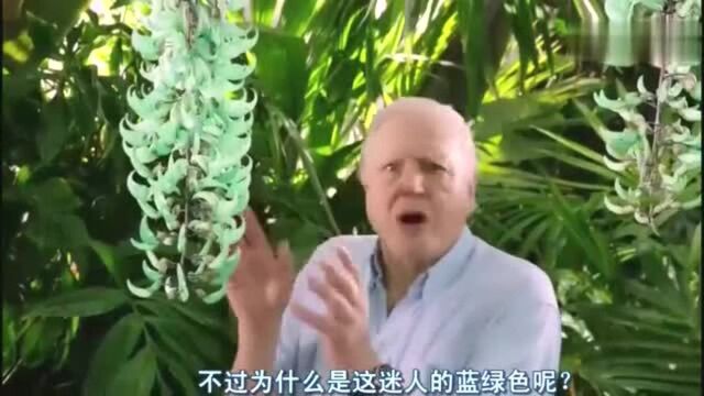 第一次看见!蝙蝠也能传播花粉!太神奇了!