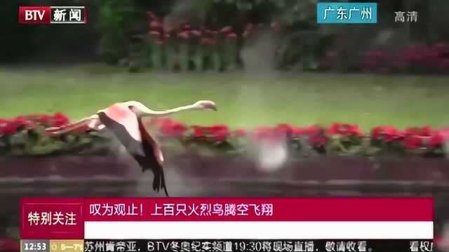 广东:叹为观止!上百只火烈鸟腾空飞翔