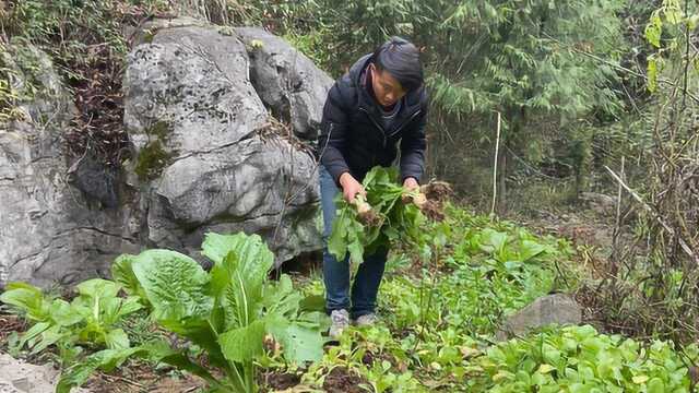 农村常见的大头菜,张家界程哥用这方法腌制,步骤有这些