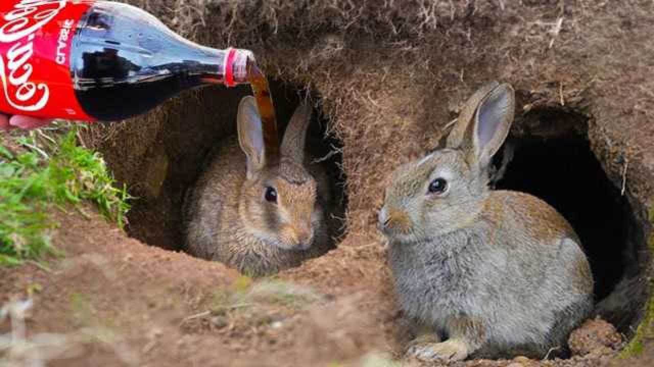 小伙抓兔子有奇招,只用一瓶可乐,轻松抓到3只大肥兔!
