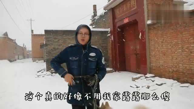 帮雪白色的哈士奇找了个媳妇,在线取名字,一旦选中送小雪哈一条