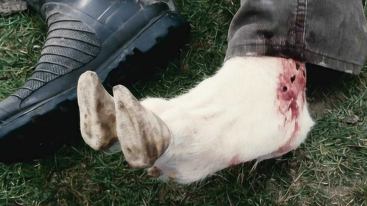 农场爆发丧尸羊病毒,只要被咬到就会变异,慢慢长出羊的特征