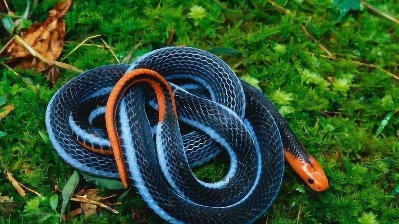 极度致命10种世界上最致命的毒蛇