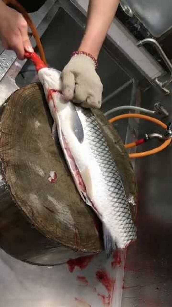 发现更多有趣 杀鱼高手