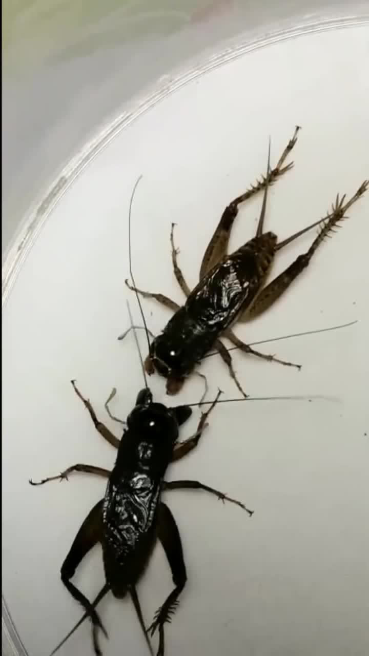 两只掐架非常凶狠的蛐蛐实在太凶猛了绝对是好蛐蛐