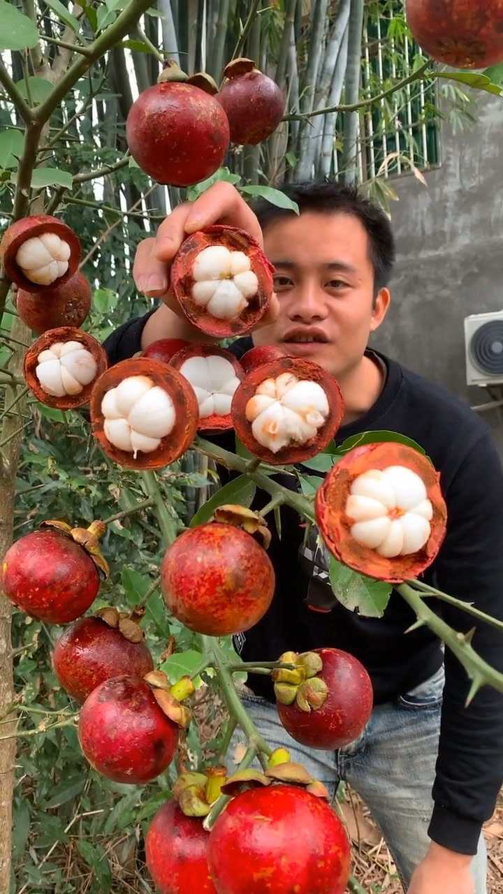 山竹到底是长在树上的?还是长在地里的呢